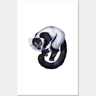 Cozy Ruffed Lemur Posters and Art